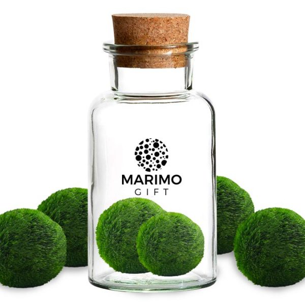 Marimo: il fenomeno dell'alga palla giapponese in Occidente - BeUnsocial